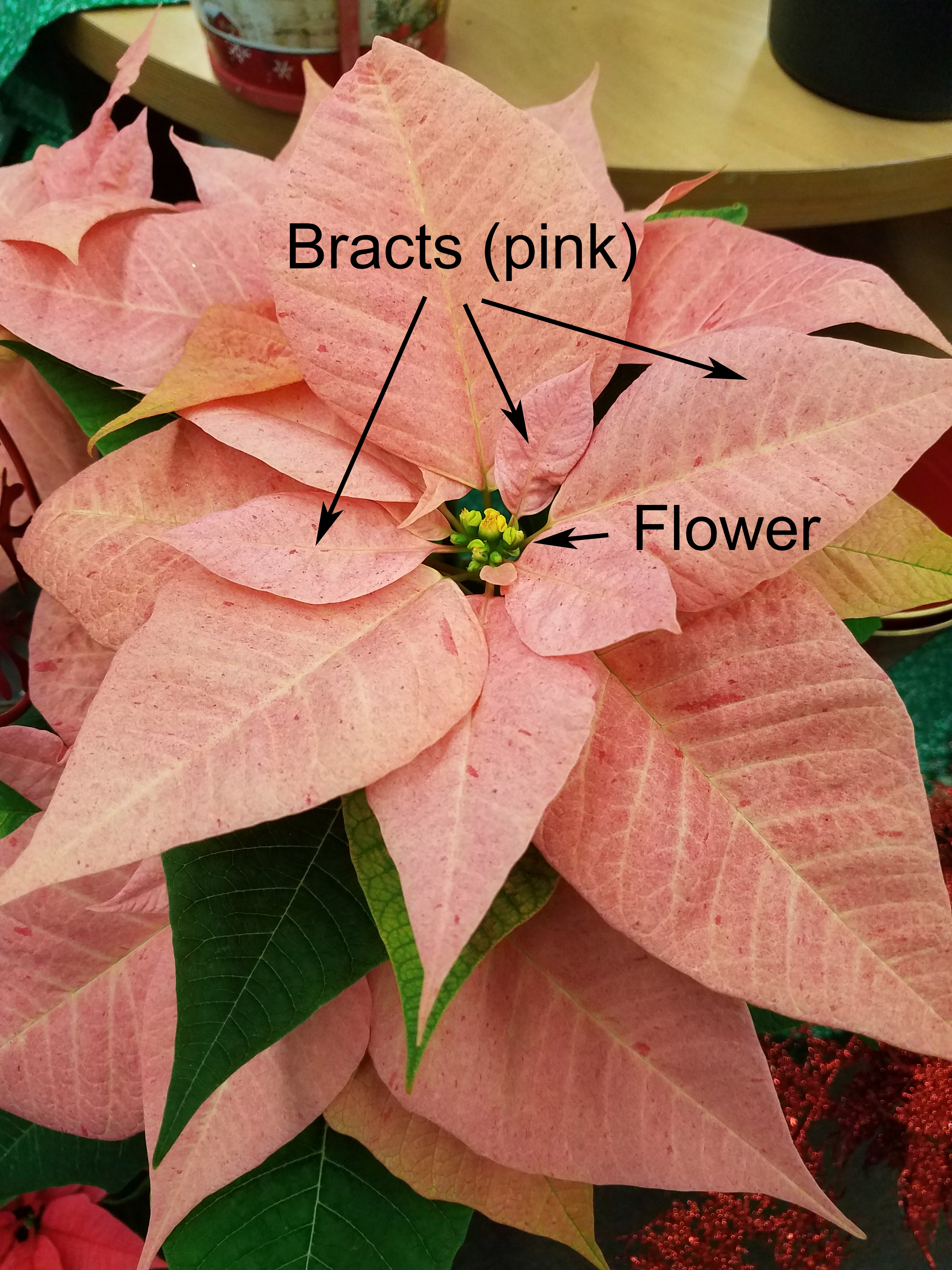 Poinsettia leaves deals